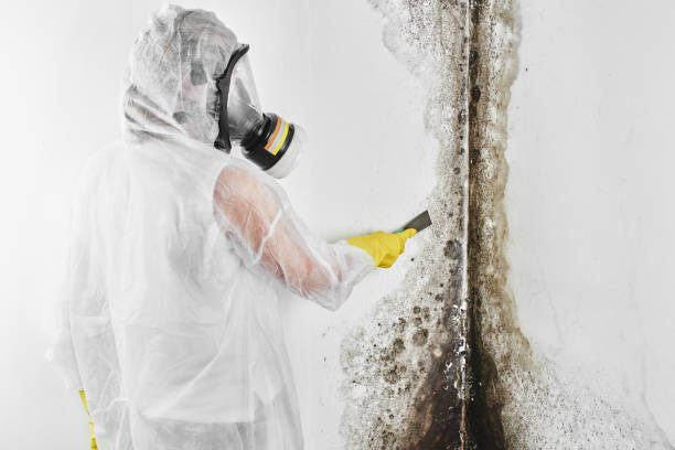 Best Residential Mold Remediation in Rome, NY