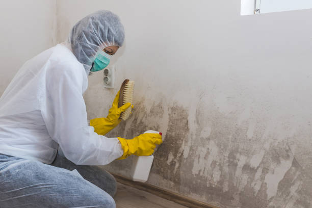 Best Basement Mold Remediation in Rome, NY
