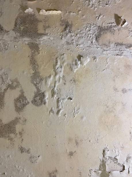 Best Insurance-Related Mold Remediation in Rome, NY